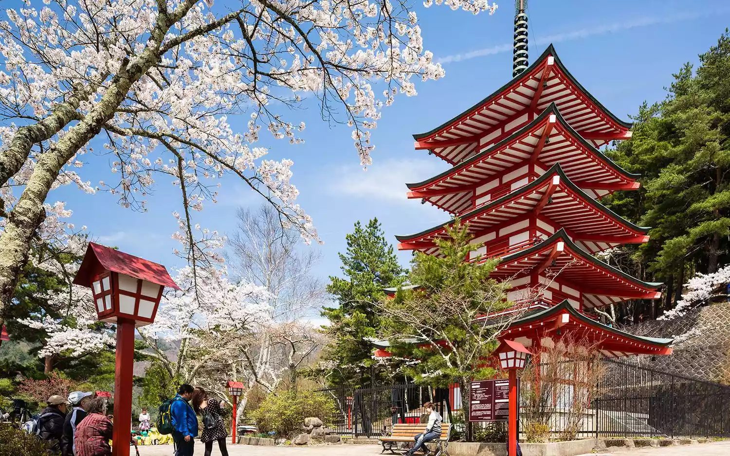 Cherry blossoms around a pagoda in Japan, illustrating the iconic but crowded sakura season